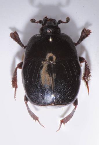 Saprinus acuminatus